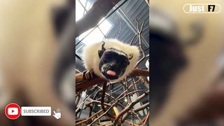Funny Animal vs Peoples Video ???? Funniest Dogs and Cats - By Just F7 ????