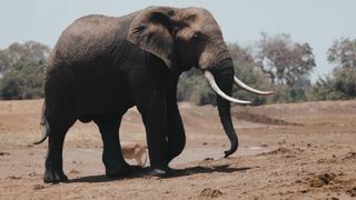 "Wild Encounters in the Heart of the Jungle"