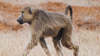 "Safari Adventure: Exploring the African Savannah"