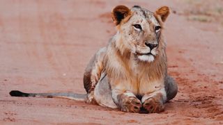 "Savannah Serenity: A Nature Documentary"
