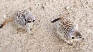 "Savannah Secrets: Life on the African Plains"