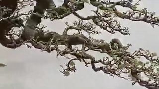 bonsai waru Meliuk di pamnas Linggarjati kuningan 2023(720P_HD).