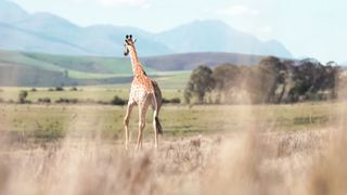 "In the Realm of the Wild: Jungle Explorations"