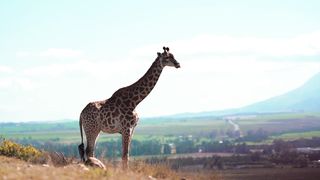 "Savannah Tales: Chronicles of African Wildlife"