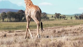 "Savannah Dreams: A Visual Journey into the Wild"