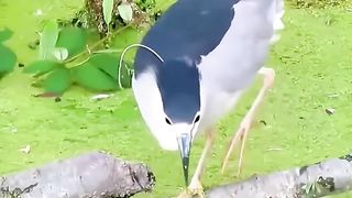 Birds fish ????????????????????????????????????