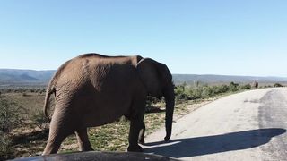 "Savannah Tales: Life on the African Plains Unveiled"