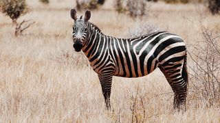 "Jungle Diaries: Discovering the Wilderness"