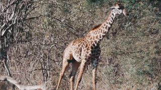 "Jungle Rhythms: Exploring the Wild Beat of Nature"