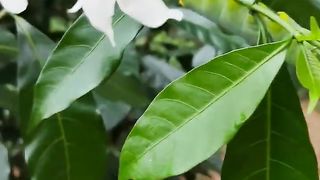 Beautiful Green big worms