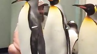 So-these-penguins-are-visiting-some-humans-.