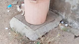 My new funny cat video febspot