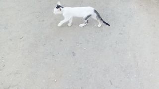New funny kitten video febspot