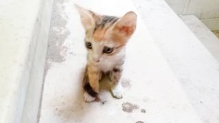 If you love kittens, watch this video
