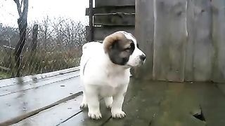 Alabai pupies
