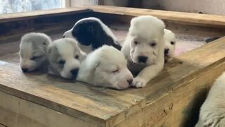 Alabai puppies 3