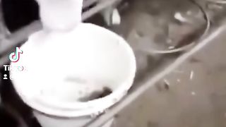 Wee funny videos 2