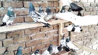 Kalsiray dumby pigeon best flying beautiful