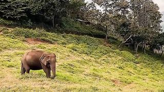 Elephant 3