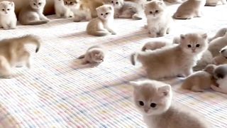 We have great cute kittens ???????? indeed