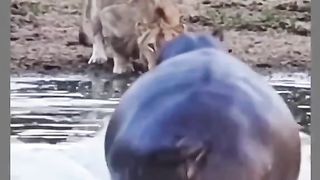 Funny Lion Viral Video 4