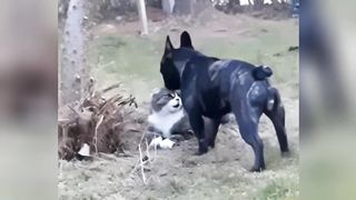 Funny cats and dogs 19