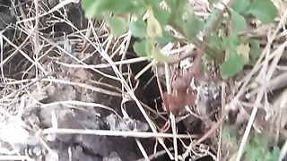 Animal's lover 254