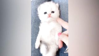 New Funny Animals 2023 ???????? Funniest Cats and Dogs Videos ???? 2
