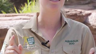 Introducing our wombats in celebration of International Wombat Day