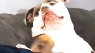 Guys, look at this very good dog