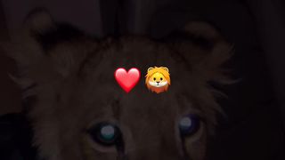 Тигр