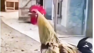 ????Funny  Video ???? ????