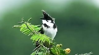 Kicau Burung di Pagi Hari(720P_HD).