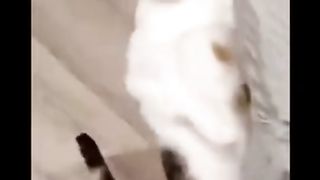 Video funny cat 61