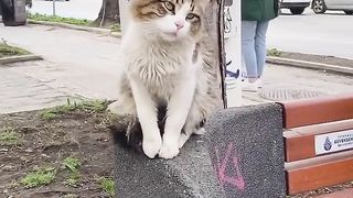 A cat that freezes like a doll