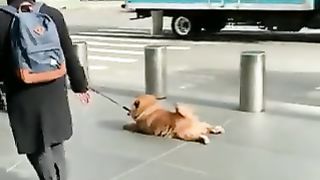 lazy dog