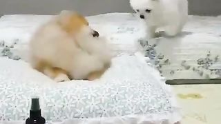 What an amazing dog