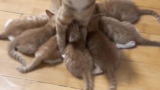 Mother cat feeding milk to kittens