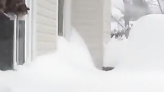 Cat who can't climb easily