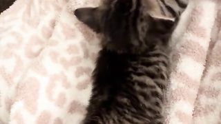 kitten drinking milk 2