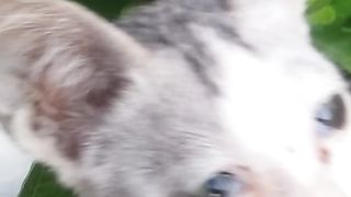 Animal's lover 264