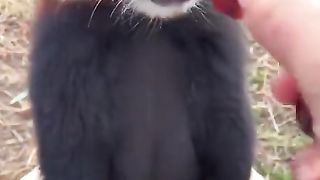 Red-panda-eating-grapes--.