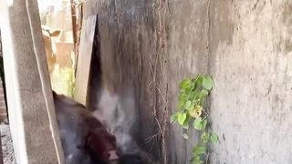 FUNNY VIDEO 18