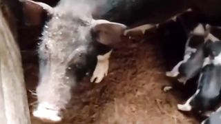KUMPULAN FUNNY VIDEO 3