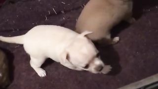 beautiful dogs playing. 2