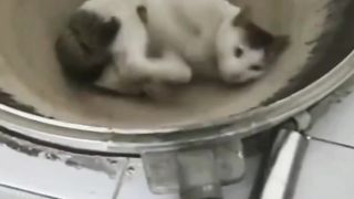 cat behavior