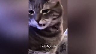 New Funny Animals 2023 ???? Funniest Cats and Dogs Videos ???????? Part 4.