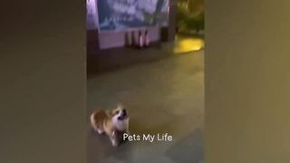 New Funny Animals 2023 ???? Funniest Cats and Dogs Videos ???????? Part 5. Upload