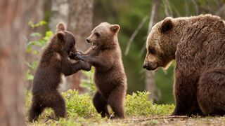 Bear cubs