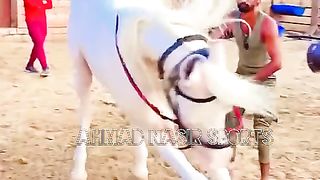 #foryou #foryoupage #trending #rahmani_horse_club #gr_farming #pakistan #5